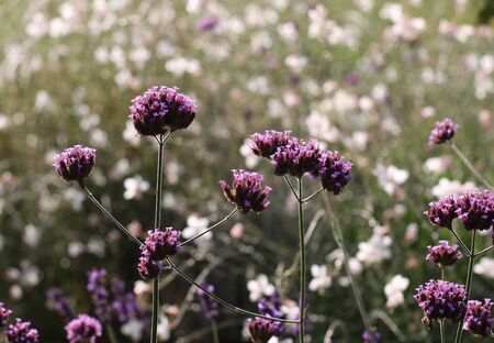 Purple Verbena bonariensis tiny flowers in the morning sun macro background gaura lindheimeri and...