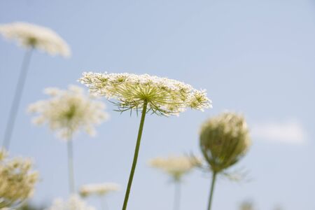 White flowering umbels and buds of wild carrot against a bright blue sky in a white bloom meadow of daucus carotaの写真素材