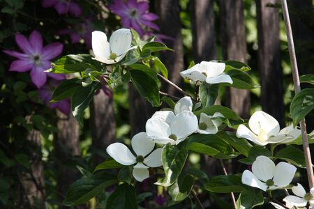 Romantic early summer garden white flowers of dogwood cornus venus and pink clematis in the morning sunの写真素材