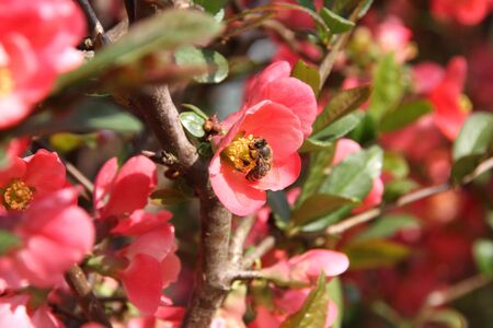 Red flowers of blooming Japanese Quince and honey bee on scarlet flowers at spring season close up, flowering blossoms of chaenomeles japonica ornamental shrubの写真素材
