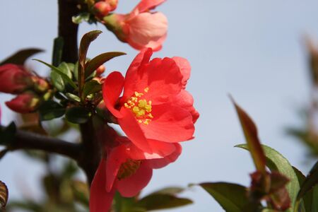 Flowering blossoms of chaenomeles japonica ornamental shrubの写真素材
