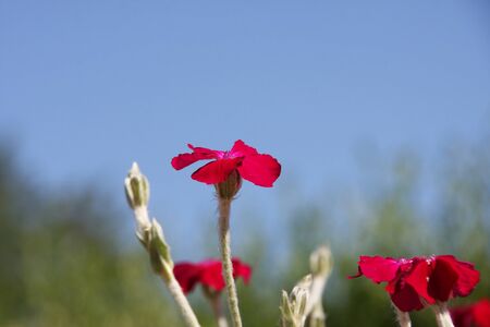 Pink flowers of blooming Rose Campion or Lychnis Coronaria under blue sky at spring season close upの写真素材