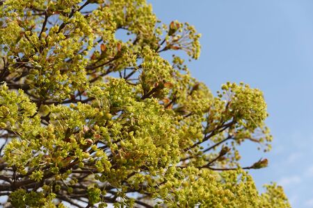 Yellow flowers of blooming Platanoides Globosum towards blue sky at spring season close up Maple Treeの写真素材