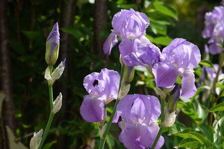 Purple bearded Iris germanica flower in front of a wooden fence, close up, german Iris in the morning light, macro, Deutsche Schwertlilie, romantic macro for meditation concept meditation and relaxation, gardening, vibrantの写真素材