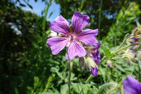 Flowers of blooming purple cranesbill, geranium x magnificum, close up at spring season, dreamy inflorescence with blurred background in a romantic country gardenの写真素材