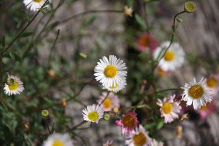 Close up of dainty white and pink Spanish daisy, Erigeron karvinskianus between weathered wooden slats selective focus. Blooming season for outdoor plants in a romantic country garden.の写真素材