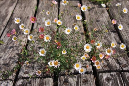 Close up of dainty white and pink Spanish daisy, Erigeron karvinskianus between weathered wooden...