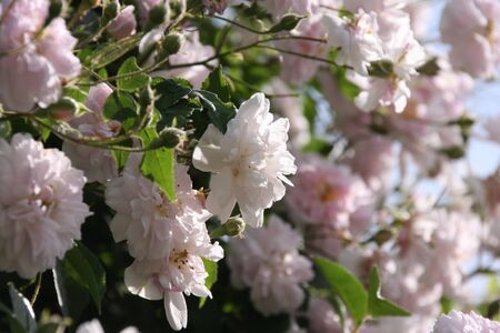 Pale pink blossoms of rambler or climbing roses against pale blue sky on blurred background	, dreamy inflorescence  in a romantic country cottage garden,  in early summer	の写真素材