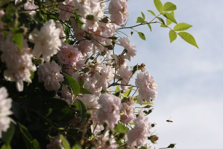 Pale pink blossoms of rambler or climbing roses against pale blue sky on blurred background	, dreamy inflorescence  in a romantic country cottage garden,  in early summer	の写真素材