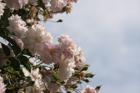 Pale pink blossoms of rambler or climbing roses against pale blue sky on blurred background	, dreamy inflorescence  in a romantic country cottage garden,  in early summer	の写真素材