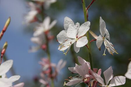 Close up of pale pink blossoms of rambler or climbing roses against pale blue sky, dreamy inflorescence in a romantic country cottage garden, in early summer named oenothera lindheimeri or Lindheimer's beeblossomの写真素材