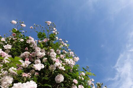 Close up of pale pink blossoms of rambler or climbing roses against blue sky, dreamy inflorescence in a romantic country cottage garden in early summerの写真素材