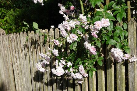 Close up of pale pink blossoms of rambler or climbing roses on a weathered wooden fence and pergola, dreamy inflorescence in a romantic country cottage garden in early summerの写真素材