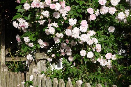 Close up of pale pink blossoms of rambler or climbing roses on a weathered wooden fence and pergola, dreamy inflorescence in a romantic country cottage garden in early summerの写真素材
