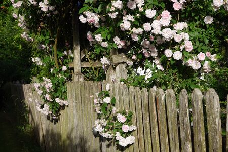 Close up of pale pink blossoms of rambler or climbing roses on a weathered wooden fence and pergola, dreamy inflorescence in a romantic country cottage garden in early summerの写真素材