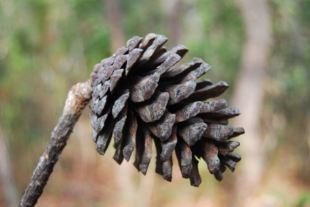 cone