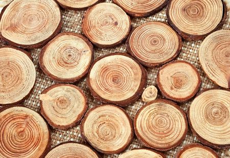 Annual wood circles - pieces of wood with annual ringsの写真素材
