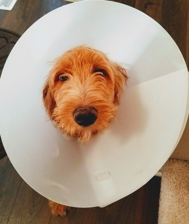 Dog in Cone