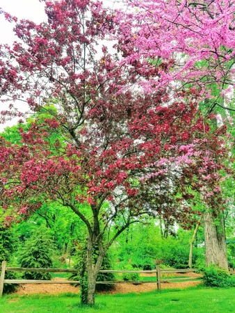 Purple and Red Trees