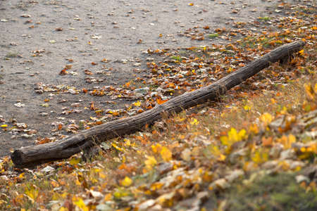 Log on autumn leaves in the forestの写真素材