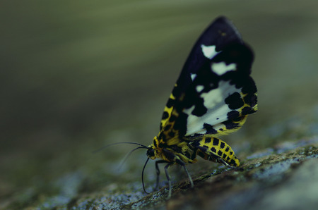 butterflyの写真素材