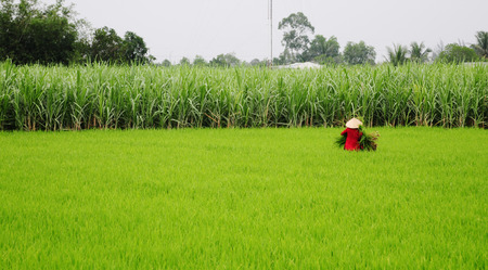 Asian woman with conical hat working in the rice field, Mekong Delta, southern Vietnam.の写真素材