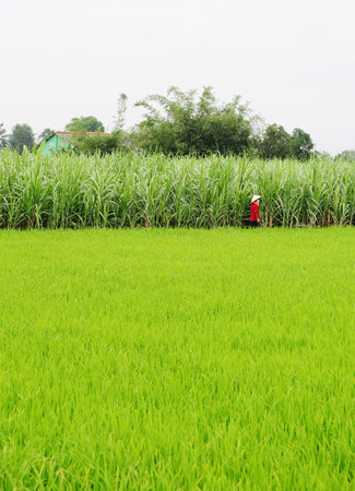 Asian woman with conical hat working in the rice field, Mekong Delta, southern Vietnam.の写真素材