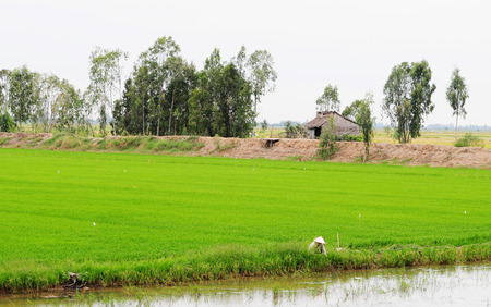 Asian woman with conical hat working in the rice field, Mekong Delta, southern Vietnam.の写真素材