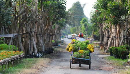 DONG THAP, VIETNAM - JANUARY 14, 2014: A flowers transport motobike, prepare for Lunar New Year in Tan Quy Dong flower garden, Sa Dec Town, Vietnam.の写真素材