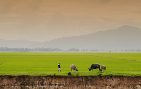 Mekong Delta, Vietnam - Jun 22, 2013. Asia buffalo and the rice field in Mekong Delta.のeditorial素材