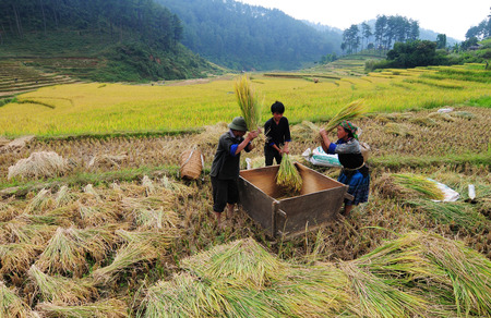 NORTHWEST, VIETNAM - MAY 23, 2014. Asia farmers working on terraced rice fields in Vietnam. Rice fields prepared to harvest at Northwest Vietnam.のeditorial素材