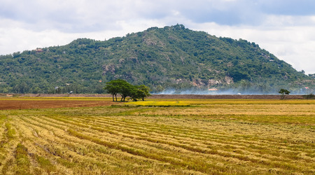 Rural landscape with harvested rice field in Mekong Delta, Vietnam.の写真素材
