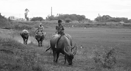 Vietnamese children riding water buffalo on road in Vietnam. Children often ride the water buffalo while herding them.のeditorial素材