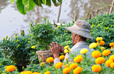 SA DEC, VIETNAM - JANUARY 30, 2015. Unidentified florist takes care of flowers, prepare for Lunar New Year in Tan Quy Dong flower garden, Sa Dec Town, Vietnam.のeditorial素材