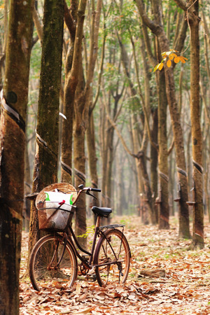 Early morning view in seringa (rubber tree) wood in southern Vietnam.の写真素材