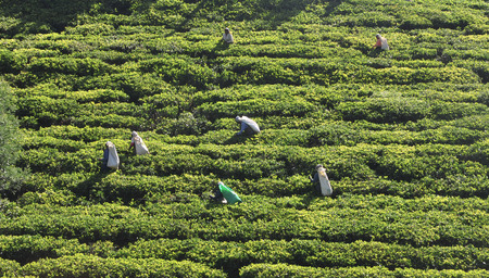 NUWARA ELIYA, SRI LANKA - JANUARY 4, 2015. Woman working in tea plantation in Nuwara Eliya. Directly and indirectly, over one million Sri Lankans are employed in the tea industry.

Image ID: 241582606のeditorial素材