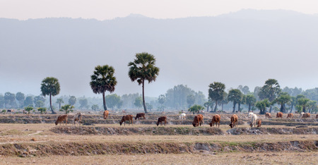 Cows going home in the dust at the end of day, Vietnam and Cambodia border, Mekong Delta, An Giang Province, Vietnam.の写真素材