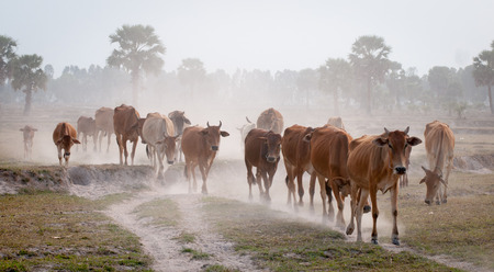 Cows going home in the dust at the end of day, Vietnam and Cambodia border, Mekong Delta, An Giang Province, Vietnam.の写真素材