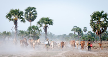 An Giang, Vietnam - Mar 12, 2011. People and cows going home in the dust at the end of day, Mekong Delta, An Giang Province, Vietnam.の写真素材