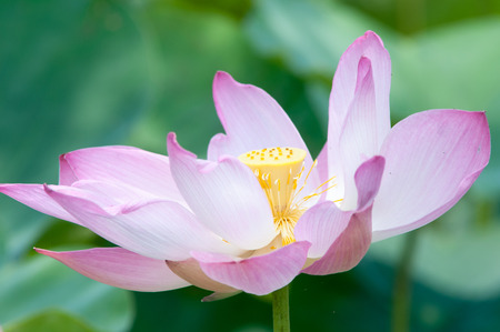 Lotus flower and Lotus flower plants in southern Vietnam.の写真素材