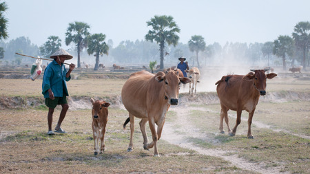 An Giang Vietnam  Mar 12 2011. People and cows going home in the dust at the end of day Mekong Delta An Giang Province Vietnam.のeditorial素材