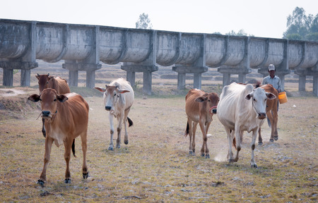 Cows going home in the dust at the end of day Vietnam and Cambodia border Mekong Delta An Giang Province Vietnam.のeditorial素材