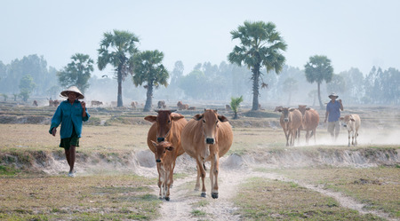 An Giang Vietnam  Mar 12 2011. People and cows going home in the dust at the end of day Mekong Delta An Giang Province Vietnam.のeditorial素材
