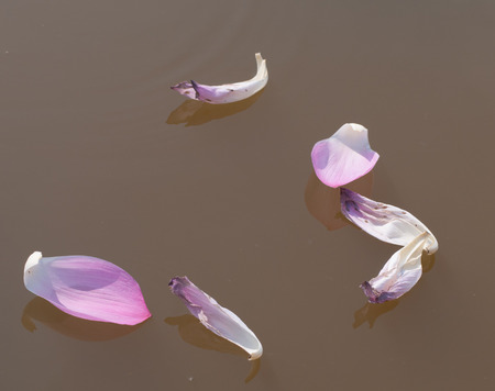 Lotus flower petals on the pond in southern Vietnam.の写真素材