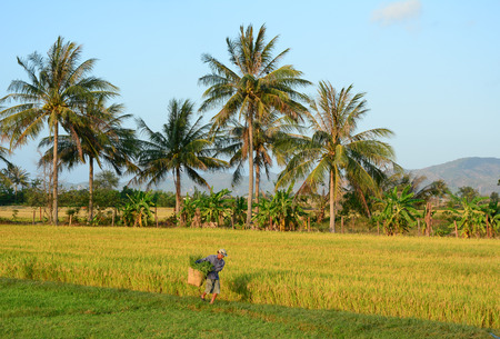 An Giang, Vietnam - Apr 9, 2015. An unidentified farmer harvesting and carrying rice to home in An Giang, Vietnam. An Giang is the biggest rice stock in Vietnam.のeditorial素材
