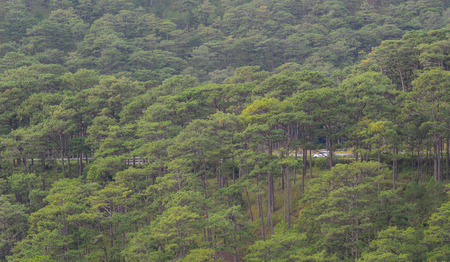Forrest of green pine trees on mountainside with rain in Dalat, Vietnam.の写真素材
