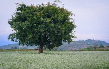 Beautiful white mustard flowers field with a big tree in Dalat, Vietnam.の写真素材