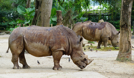 Rhino in Singapore Zoo. The zoo attracts about 1.6 million visitors each year.の写真素材
