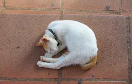 Cat lying in the street in Malacca, Malaysia.のeditorial素材