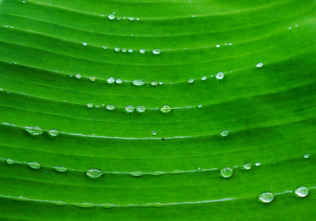Macro water droplets on banana leaf in south of Vietnam.の写真素材